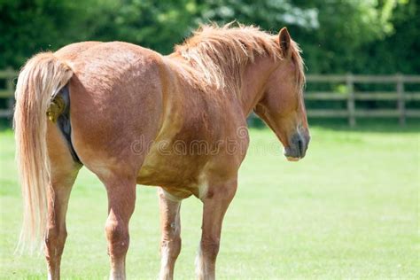 horse asshole|Concerned with my horses butt hole ( not a joke...serious!)